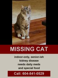 Lost Male Cat last seen 21a Ave, Surrey, BC V4A 9V4