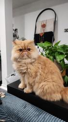 Lost Male Cat last seen 95th Roberts rd, Hickory Hills, IL 60457