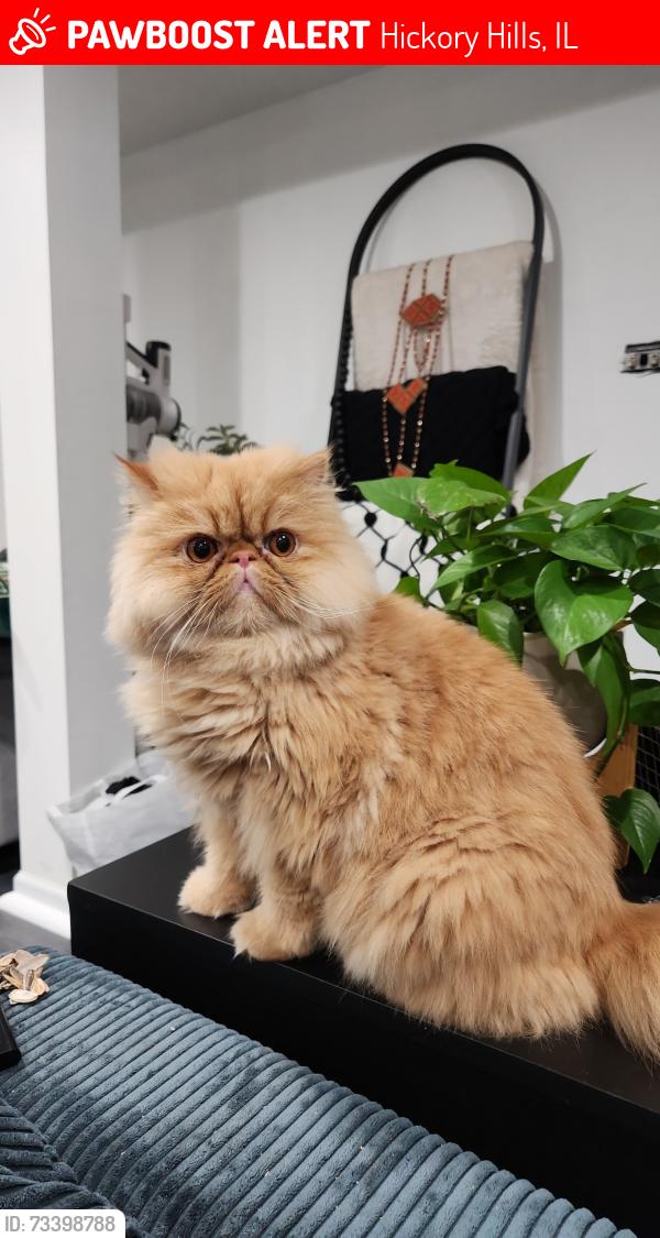 Lost Male Cat last seen 95th Roberts rd, Hickory Hills, IL 60457