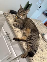 Lost Female Cat last seen Vista Verde & Old Coach, Roseville, CA 95747
