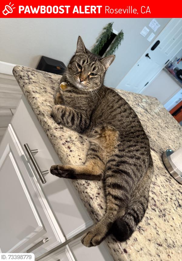Lost Female Cat last seen Vista Verde & Old Coach, Roseville, CA 95747