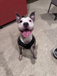 Found/Stray Female Dog last seen Old katy, Katy, TX 77494
