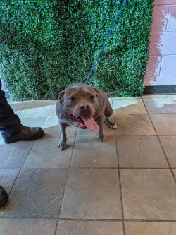 Shelter Stray Female Dog last seen Near SUN VALLEY DR, CITY of El Paso, TX, 5001 Fred Wilson Ave, El Paso, TX 79906, USA
