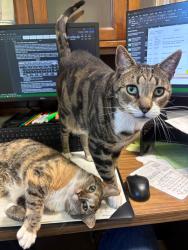 Reunited Male Cat last seen Near Russo Place, Berkeley Heights NJ, Berkeley Heights, NJ 07922