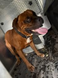 Found/Stray Male Dog last seen Panther and Wilderness Terrace, Bulverde, TX 78163