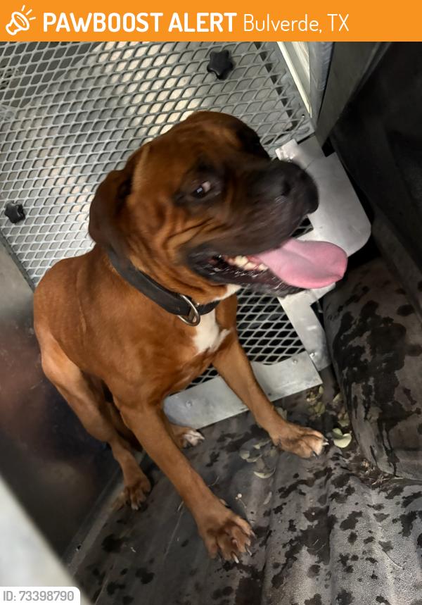 Found/Stray Male Dog last seen Panther and Wilderness Terrace, Bulverde, TX 78163