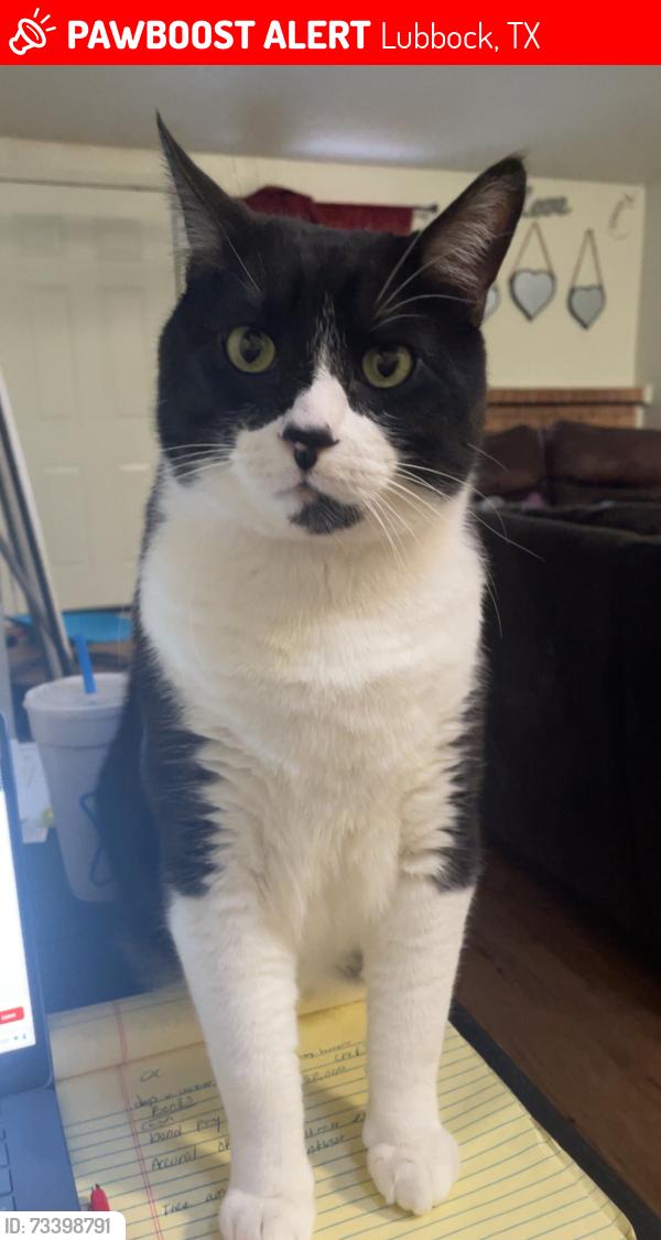 Lost Male Cat last seen North Troy ave, Lubbock, TX 79416