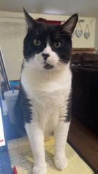 Lost Male Cat last seen North Troy ave, Lubbock, TX 79416
