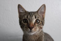 Lost Male Cat last seen Fountain oaks apmts, Phoenix, AZ 85008
