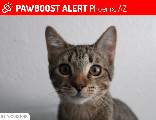 Lost Male Cat last seen Fountain oaks apmts, Phoenix, AZ 85008