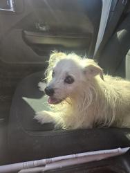 Reunited Unknown Dog last seen Near Mesa View Dr, Victorville, CA 92392, USA, Victorville, CA 92392