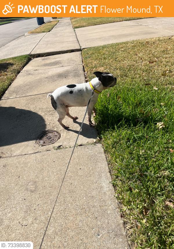 Found/Stray Female Dog last seen Bluebonnet Elementary School, Flower Mound, TX 75028