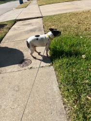 Found/Stray Female Dog last seen Bluebonnet Elementary School, Flower Mound, TX 75028