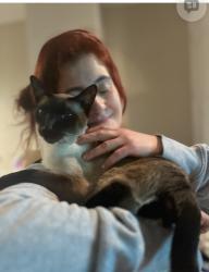 Lost Male Cat last seen 37th ave, Loveland, CO 80538