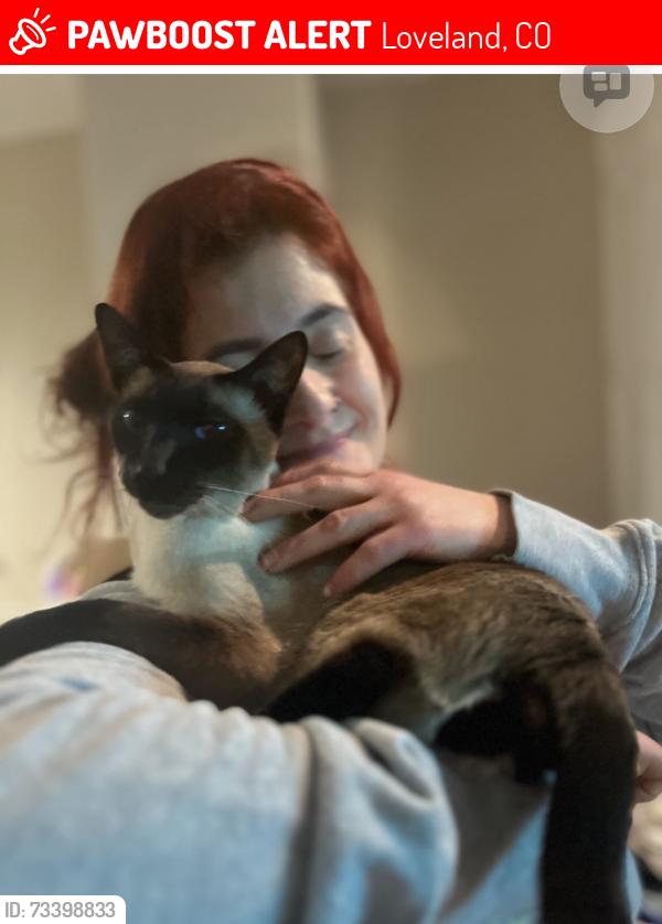 Lost Male Cat last seen 37th ave, Loveland, CO 80538