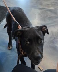 Shelter Stray Male Dog last seen Near Dick Avenue, PONTIAC, MI, 48341, 1200 N Telegraph Building 42E, Pontiac, MI 48340, USA
