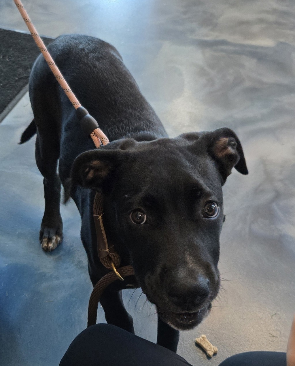 Shelter Stray Male Dog last seen Near Dick Avenue, PONTIAC, MI, 48341, 1200 N Telegraph Building 42E, Pontiac, MI 48340, USA