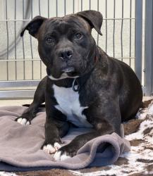 Shelter Stray Male Dog last seen Near N Marshall Street, PONTIAC, MI, 48342, 1200 N Telegraph Building 42E, Pontiac, MI 48340, USA