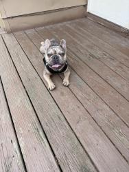 Lost Male Dog last seen Van Aken blvd and Lee rd, Shaker Heights, OH 44120