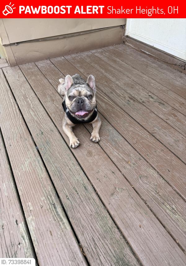 Lost Male Dog last seen Van Aken blvd and Lee rd, Shaker Heights, OH 44120