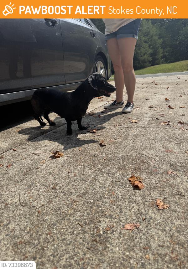 Found/Stray Female Dog last seen Near hses down on left, Stokes County, NC 27045
