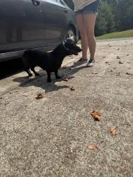 Found/Stray Female Dog last seen Near hses down on left, Stokes County, NC 27045
