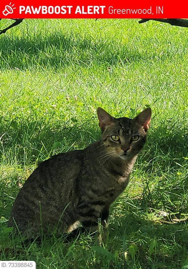 Lost Male Cat last seen Blue grass parkway, green spring way, east stop 18, Greenwood, IN 46143