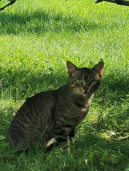 Lost Male Cat last seen Blue grass parkway, green spring way, east stop 18, Greenwood, IN 46143