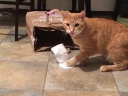 Lost Male Cat last seen SE Longhorn Ave, Port St. Lucie, FL 34952