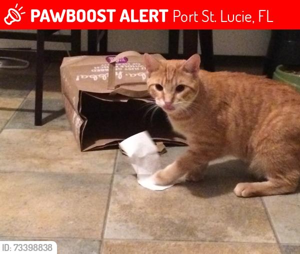 Lost Male Cat last seen SE Longhorn Ave, Port St. Lucie, FL 34952