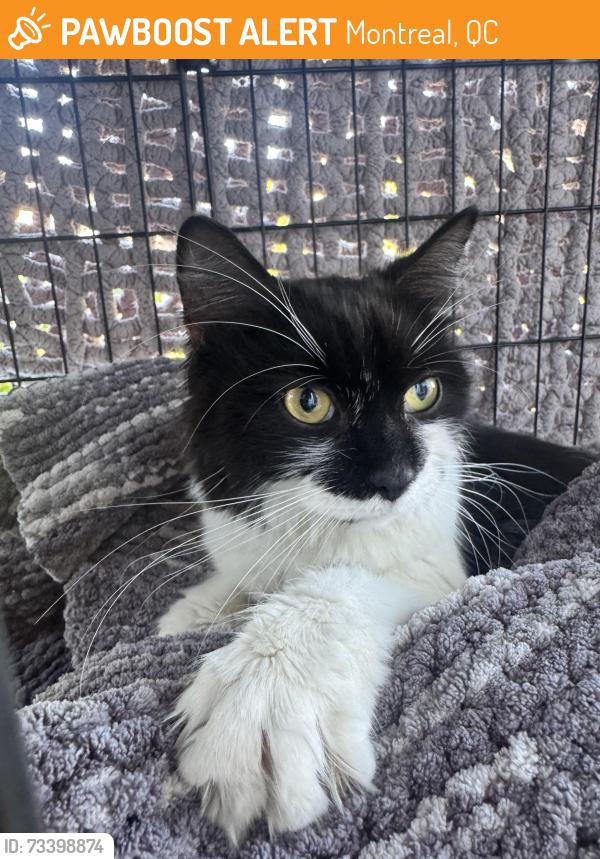 Found/Stray Female Cat last seen rosemont / 1st avenue, Montreal, QC 