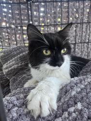 Found/Stray Female Cat last seen rosemont / 1st avenue, Montreal, QC 