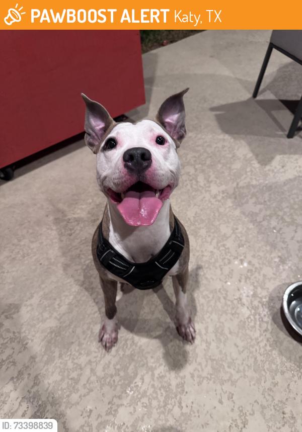 Found/Stray Female Dog last seen Kingsgate lane parallel to Kingsland Blvd, Katy, TX 77494