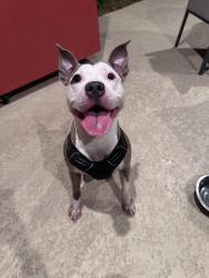 Found/Stray Female Dog last seen Kingsgate lane parallel to Kingsland Blvd, Katy, TX 77494