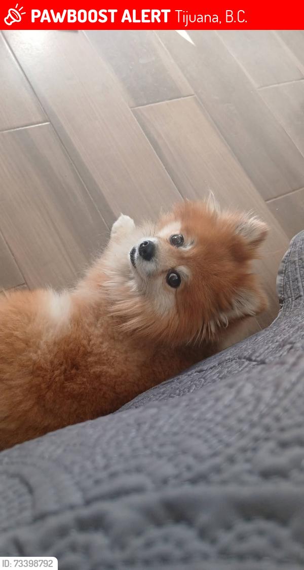 Lost Male Dog last seen Av de las limas. Cto. de los pinos Al lado de la cafetería k-delicia, Tijuana, B.C. 22253