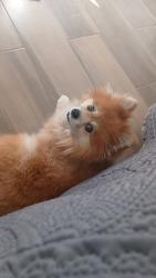 Lost Male Dog last seen Av de las limas. Cto. de los pinos Al lado de la cafetería k-delicia, Tijuana, B.C. 22253