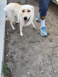 Reunited Female Dog last seen Hargrave and We led, Inglewood, CA 90302