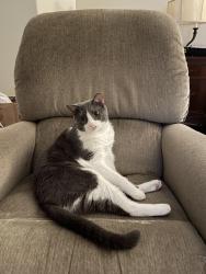Lost Male Cat last seen North Woodchase Court & Woodchase Vlbd, Baton Rouge, LA 70808