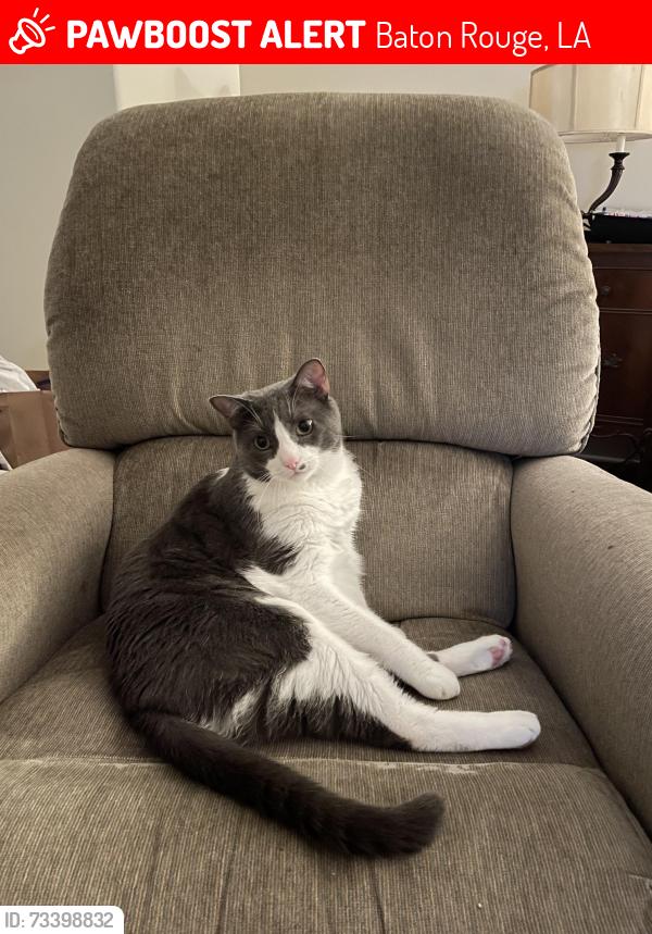Lost Male Cat last seen North Woodchase Court & Woodchase Vlbd, Baton Rouge, LA 70808