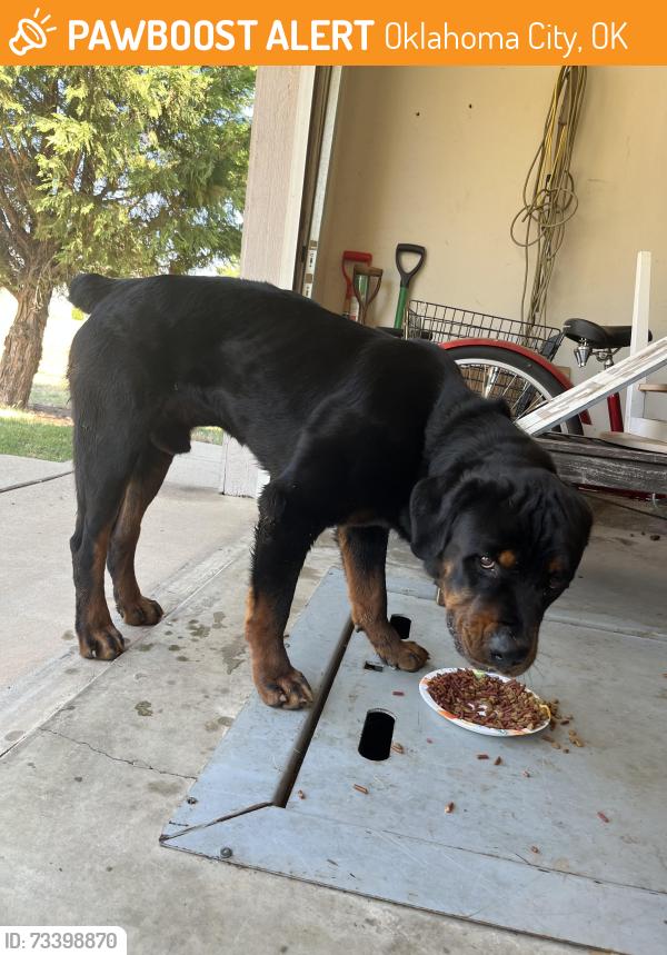 Found/Stray Male Dog last seen Nw 122 st, Oklahoma City, OK 73162