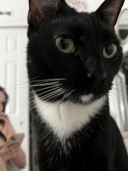 Lost Male Cat last seen 98th and tower, Albuquerque, NM 87121