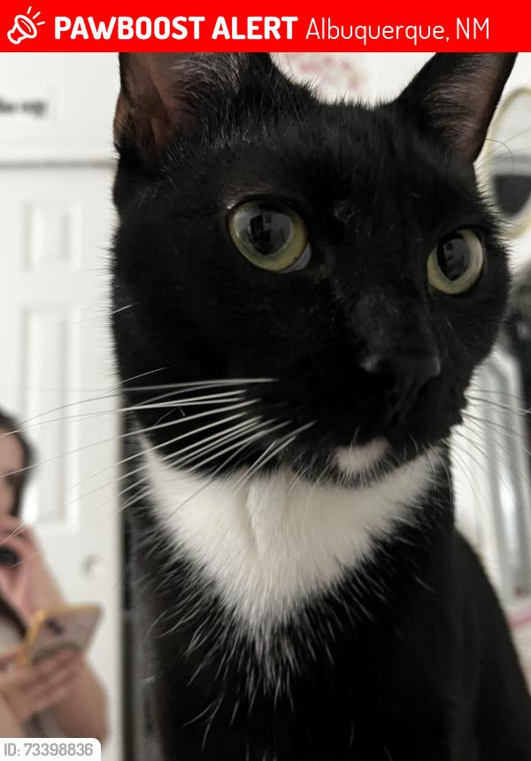 Lost Male Cat last seen 98th and tower, Albuquerque, NM 87121