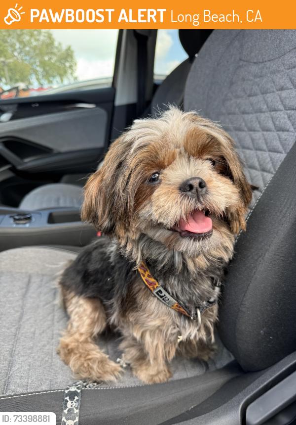 Found/Stray Female Dog last seen On Roycroft. North of Stearns park, Long Beach, CA 90815