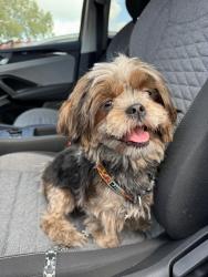 Found/Stray Female Dog last seen On Roycroft. North of Stearns park, Long Beach, CA 90815