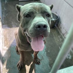 Shelter Stray Male Dog last seen , 361 S Raymond Ave, Pasadena, CA 91105, USA
