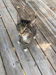 Reunited Male Cat last seen Gann Store Road, Chattanooga, TN 37343