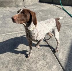 Reunited Female Dog last seen Kingbird Way and Kanob, Sacramento, CA 95842