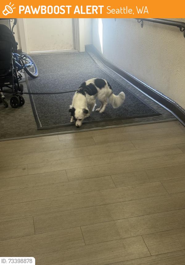 Found/Stray Male Dog last seen Near 62ND Ave NE Seattle WA 98115, Seattle, WA 98115