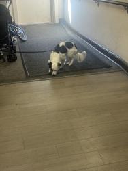 Found/Stray Male Dog last seen Near 62ND Ave NE Seattle WA 98115, Seattle, WA 98115