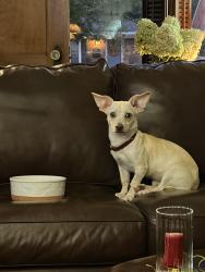 Lost Female Dog last seen Merriman/plymouth, Livonia, MI 48150